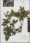 Foto von Salix mielichhoferi Saut.